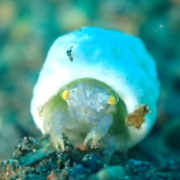 バリ島 ダイビング オーシャンライフ