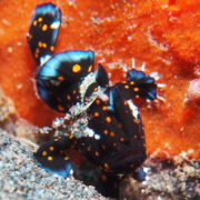 バリ島 ダイビング オーシャンライフ