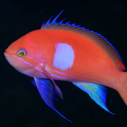 バリ島 ダイビング オーシャンライフ