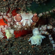 バリ島 ダイビング オーシャンライフ