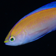 バリ島 ダイビング オーシャンライフ