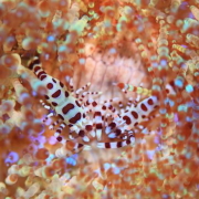 バリ島 ダイビング オーシャンライフ