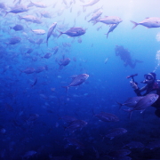 バリ島 ダイビング オーシャンライフ