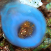 バリ島 ダイビング オーシャンライフ