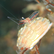 バリ島 ダイビング オーシャンライフ