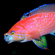 バリ島 ダイビング オーシャンライフ