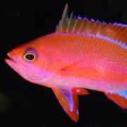 バリ島 ダイビング オーシャンライフ