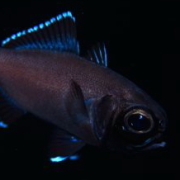 バリ島 ダイビング オーシャンライフ