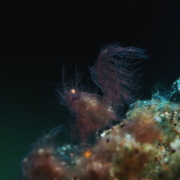 バリ島 ダイビング オーシャンライフ