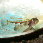 バリ島 ダイビング オーシャンライフ