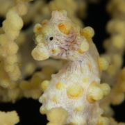 バリ島 ダイビング オーシャンライフ