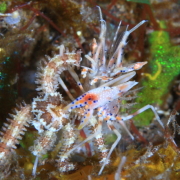 バリ島 ダイビング オーシャンライフ