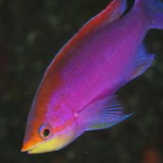 バリ島 ダイビング オーシャンライフ