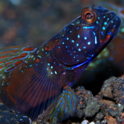 バリ島 ダイビング オーシャンライフ