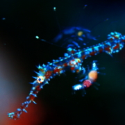 バリ島 ダイビング オーシャンライフ