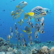 バリ島 ダイビング オーシャンライフ