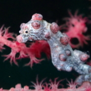 バリ島 ダイビング オーシャンライフ