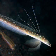 バリ島 ダイビング オーシャンライフ