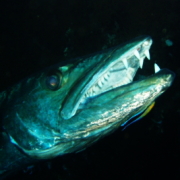 バリ島 ダイビング オーシャンライフ