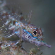 バリ島 ダイビング オーシャンライフ