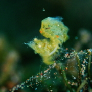 バリ島 ダイビング オーシャンライフ