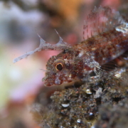 バリ島 ダイビング オーシャンライフ