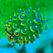 バリ島 ダイビング オーシャンライフ