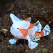 バリ島 ダイビング オーシャンライフ