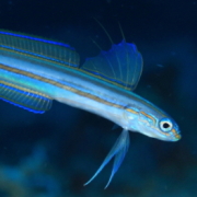 バリ島 ダイビング オーシャンライフ