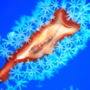 バリ島 ダイビング オーシャンライフ