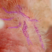 バリ島 ダイビング オーシャンライフ