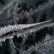 バリ島 ダイビング オーシャンライフ