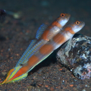 バリ島 ダイビング オーシャンライフ