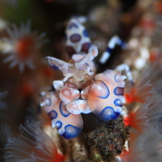 バリ島 ダイビング オーシャンライフ