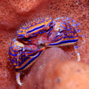 バリ島 ダイビング オーシャンライフ