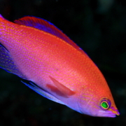 バリ島 ダイビング オーシャンライフ