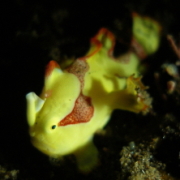 バリ島 ダイビング オーシャンライフ