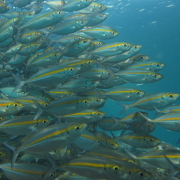 バリ島 ダイビング オーシャンライフ
