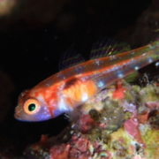 バリ島 ダイビング オーシャンライフ