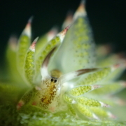 バリ島 ダイビング オーシャンライフ