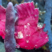 バリ島 ダイビング オーシャンライフ