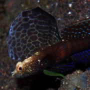 バリ島 ダイビング オーシャンライフ