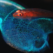 バリ島 ダイビング オーシャンライフ